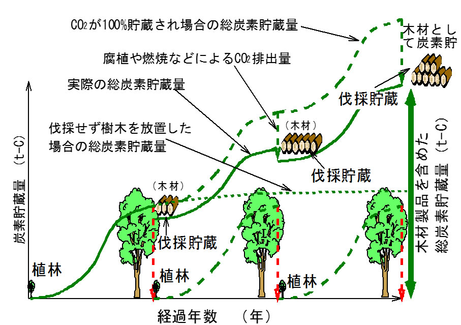 樹木の生長と炭素貯蔵量のイメージ