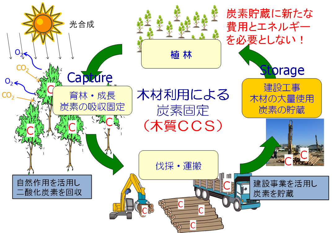 木材利用によるCCS（樹木の生長により二酸化炭素を回収固定し、建設工事で炭素貯蔵）のイメージ