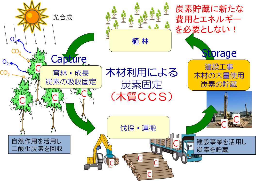 木材利用による炭素固定 イメージ