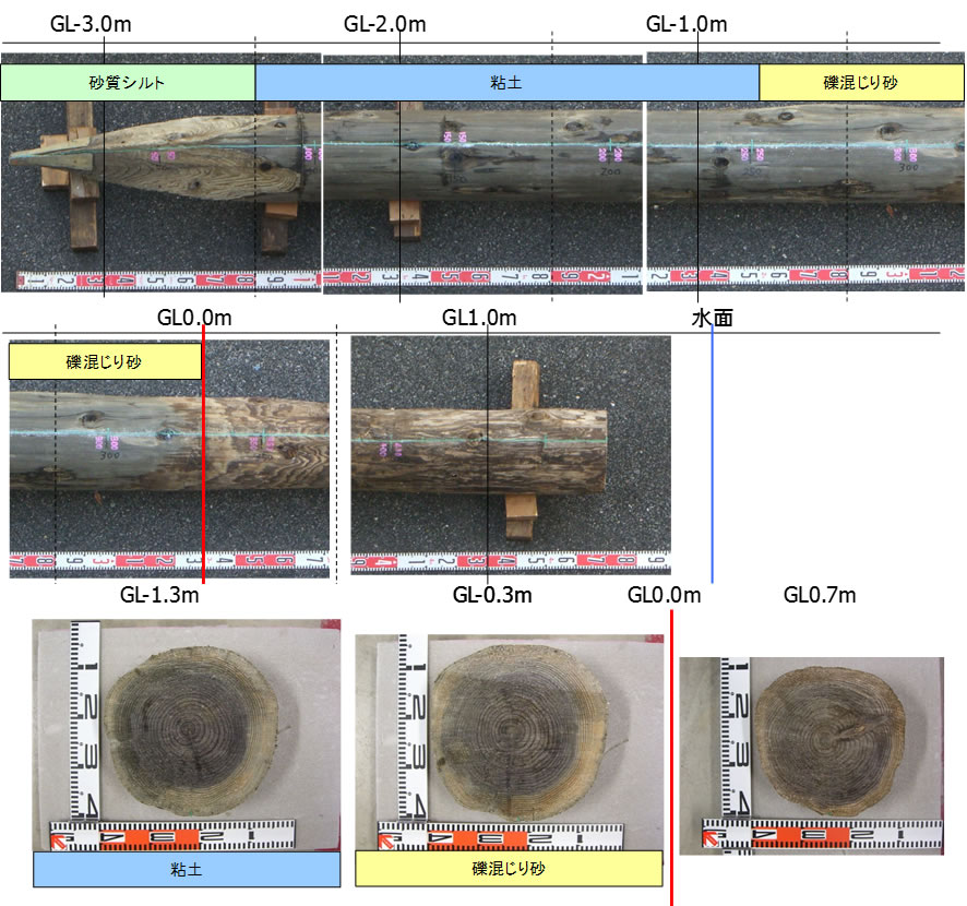福井県足羽川の木橋に使われ57年間地中にあったスギの木杭（全く健全でした）の写真
